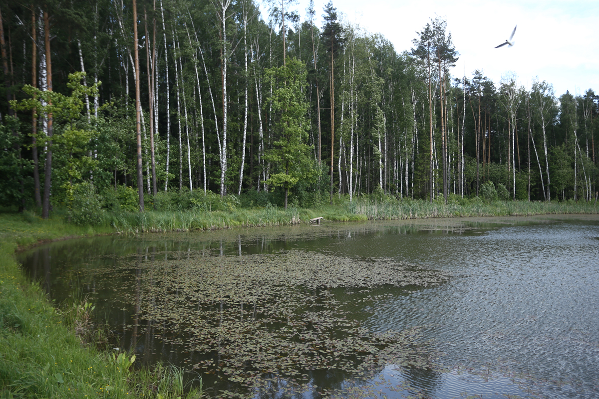 Мещерский парк фото сейчас