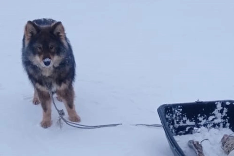 Собака застряла в трубе