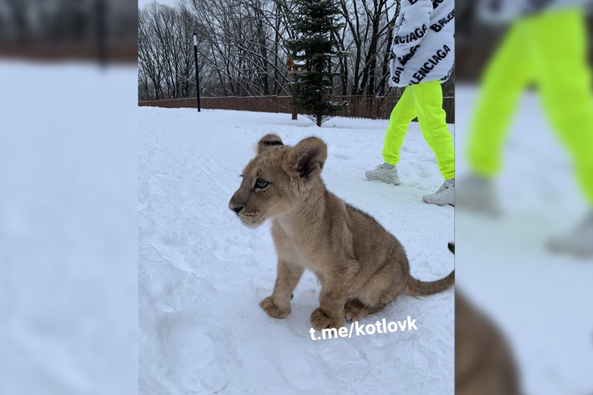 Львенок в районе Котловка