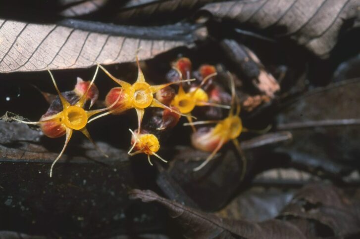 Afrothismiaceae