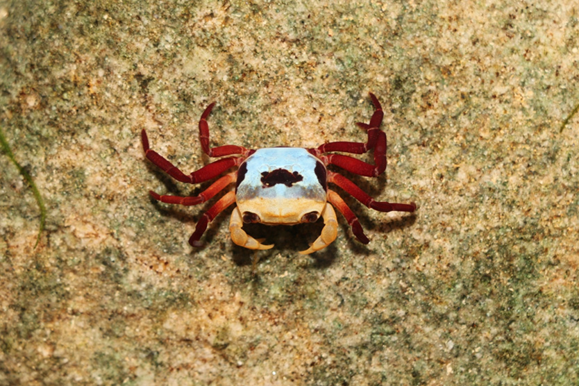 Lepidothelphusa menneri