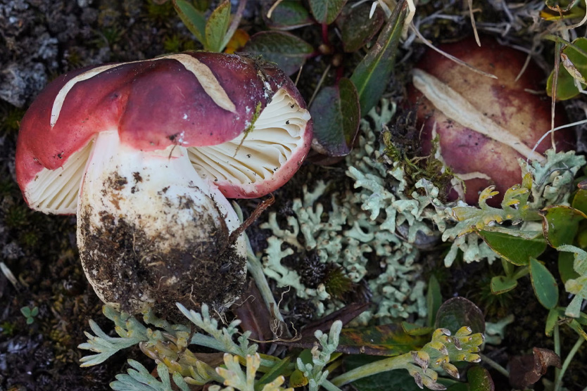 Russula lapponica