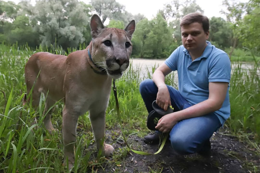 Пума Геркулес в Кунцево