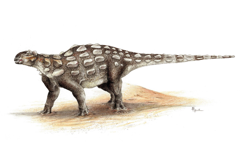 Ruopodosaurus clava