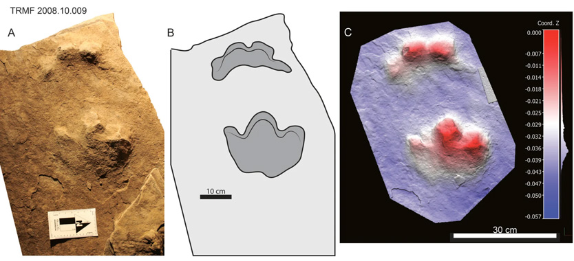 следы Ruopodosaurus clava