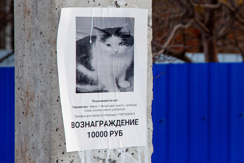 Объявление о пропаже животного