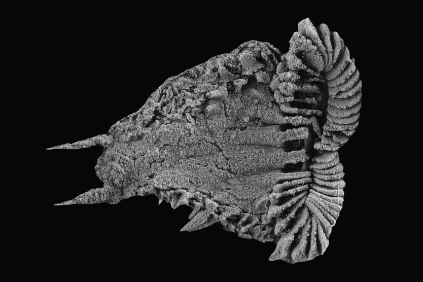 Atlascystis acantha