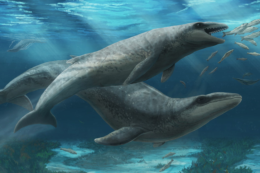 Janjucetus dullardi