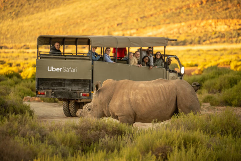Uber Safari