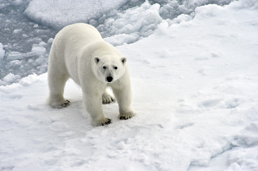 Белый медведь