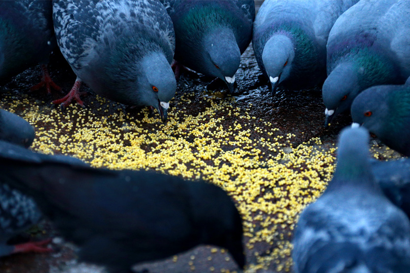 Голуби могут прилетать на корм десятками голов.