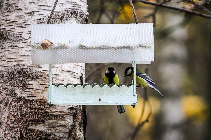 Кормушка для птиц в виде домика удобна для синиц.