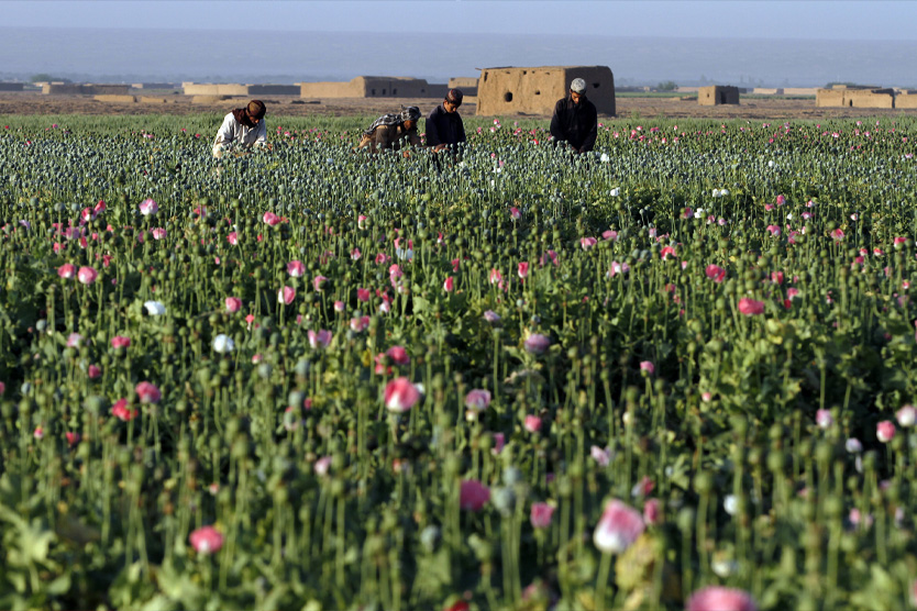 Маковое поле в Афганистане
