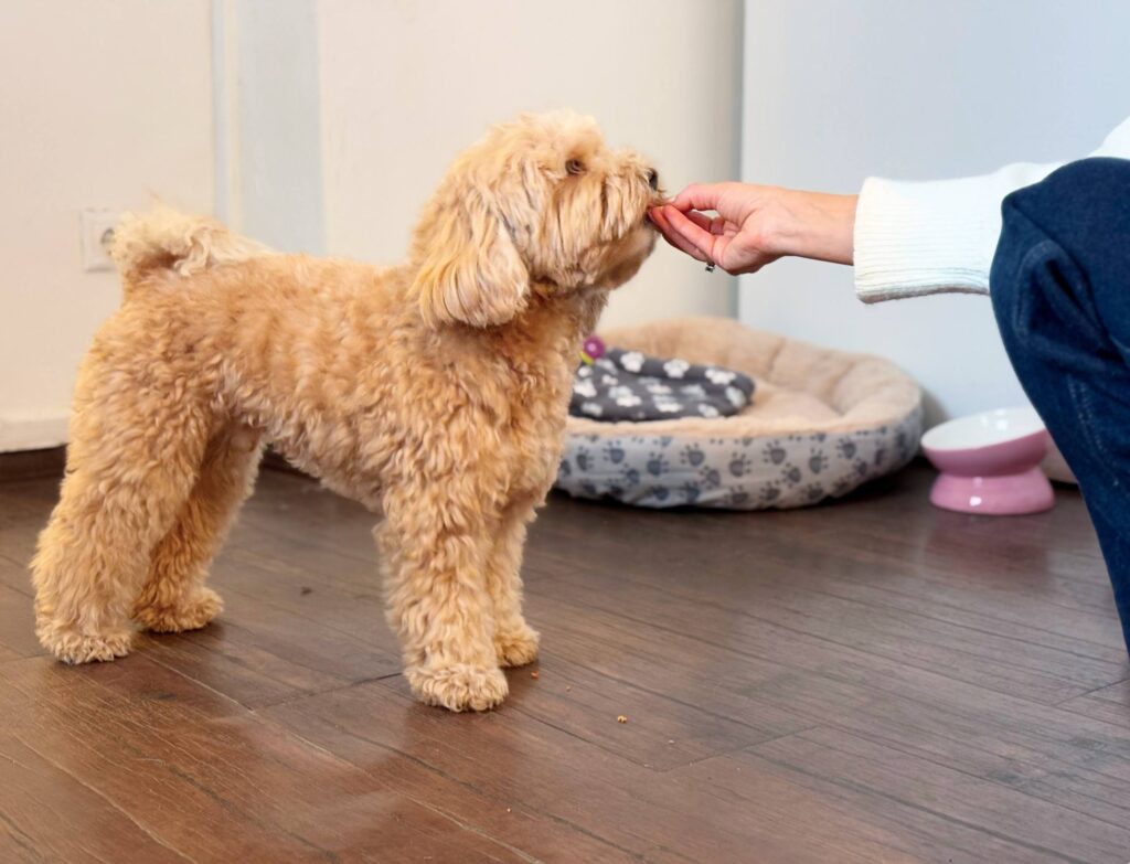 Это изображение имеет пустой атрибут alt; его имя файла - photo_2025-11-12_13-35-59-size_2560x1958-1024x783.jpg