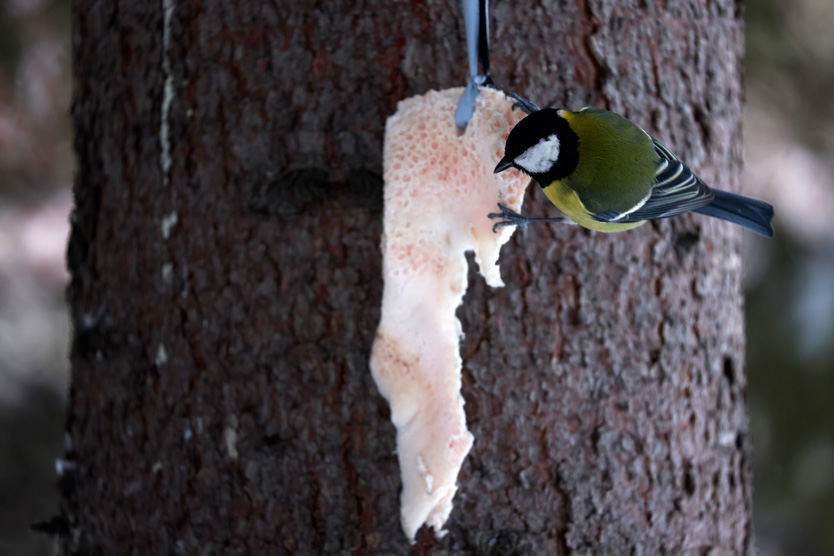 Синицы обожают несоленое сало