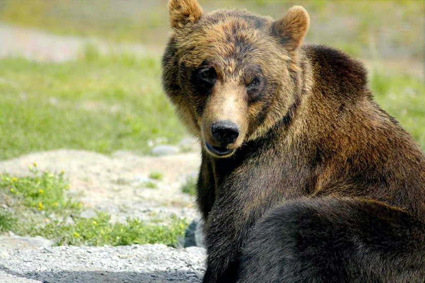 Уссурийский бурый медведь