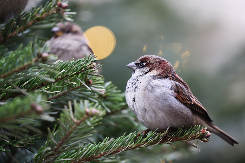 Воробьи с синичками первыми прилетают на кормушку