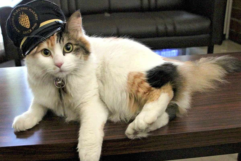 Кошка Нитама