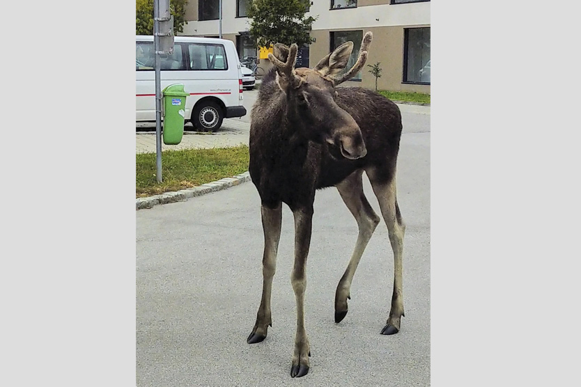Лось Эмиль в Австрии