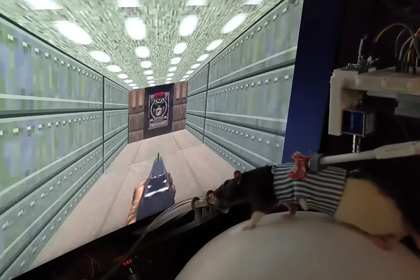 Нейроинженер научил крыс играть в DOOM