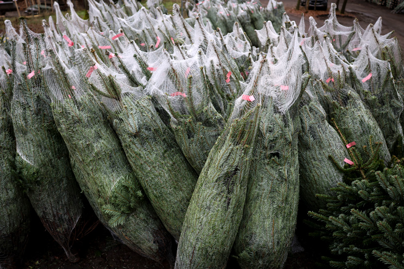 Насекомые могут попасть на елку из сырого склада