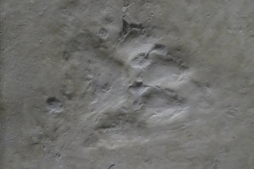 Древние псы