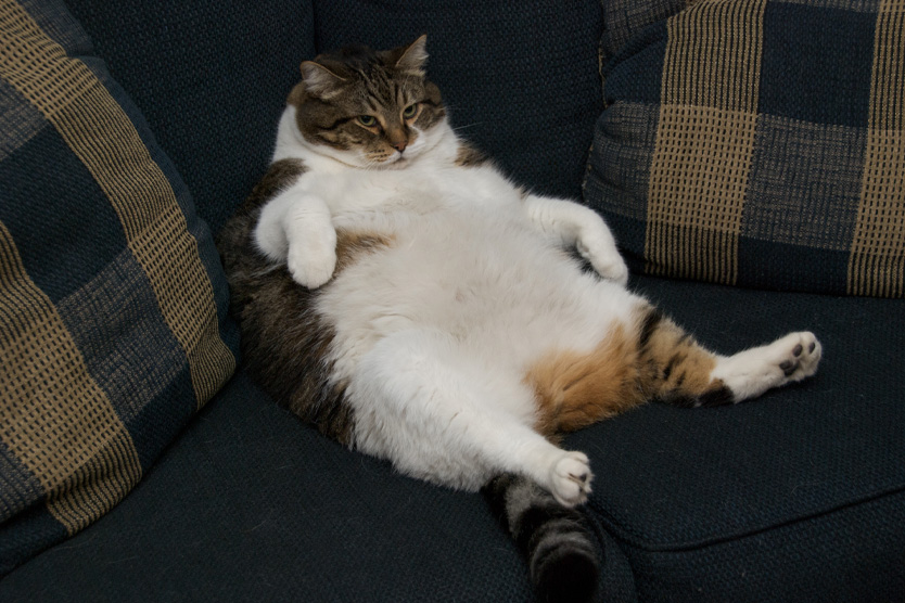 толстый котан