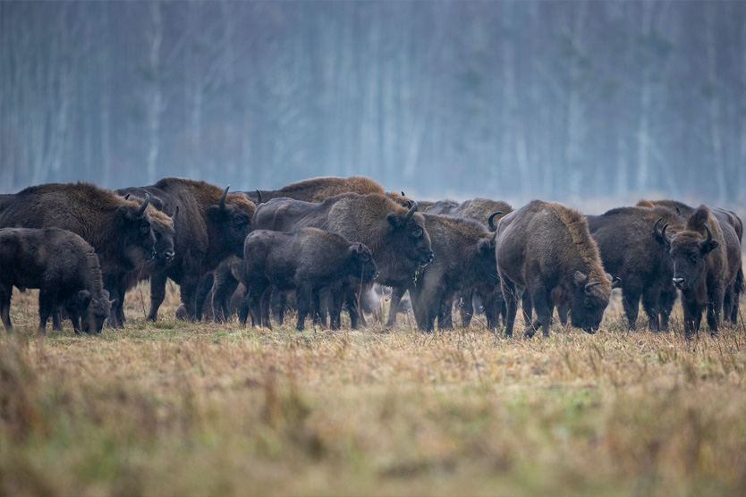 Беловежская пуща