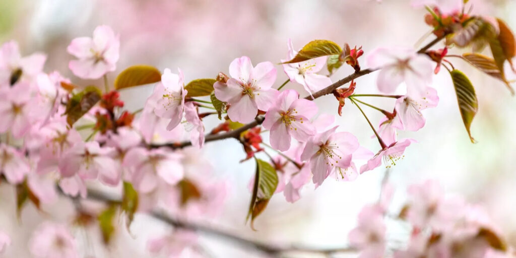 Цветущая сакура