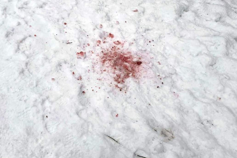 Догхантеры