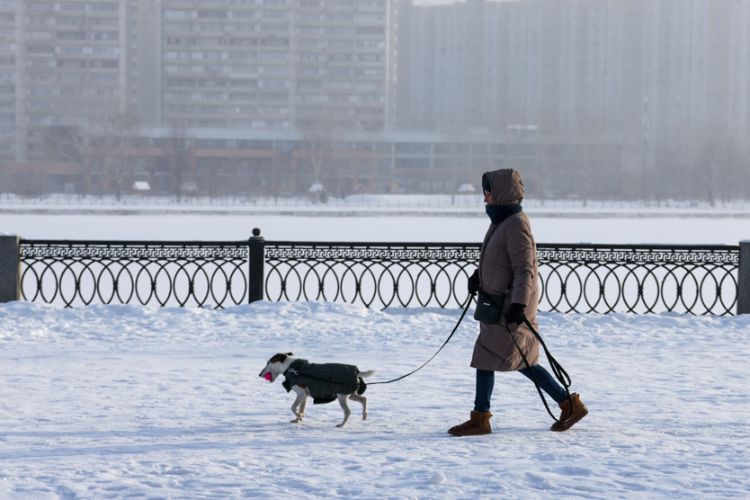 Собака на прогулке зимой