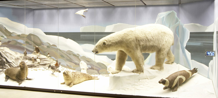 Белый медведь в Дарвиновском музее