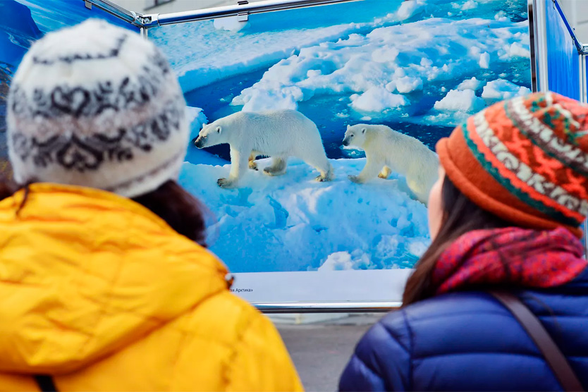Смотреть на медведей