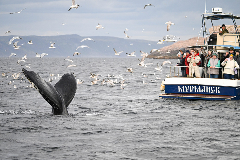 Кит у Баренцева моря