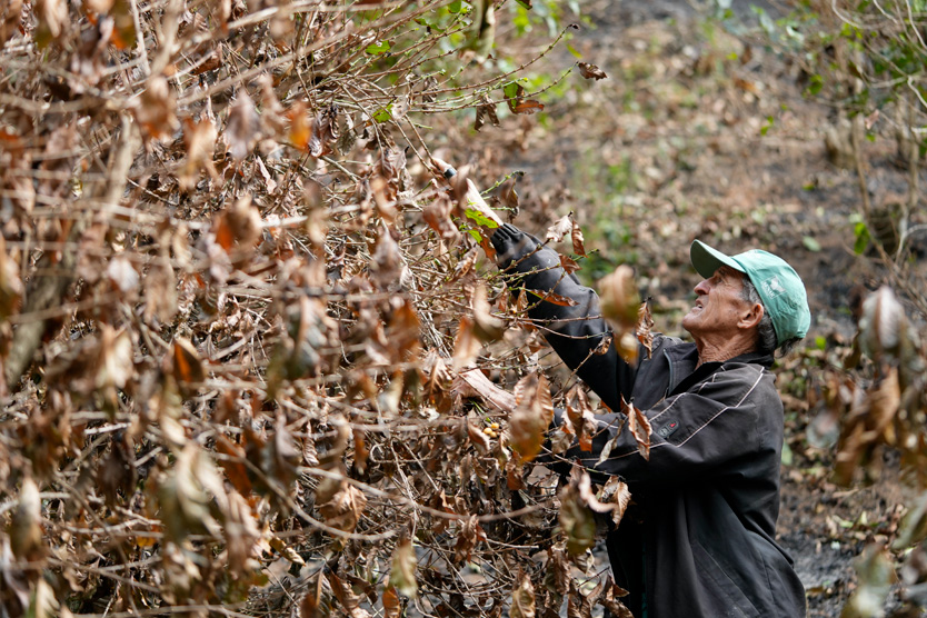 Засуха на кофейных плантациях