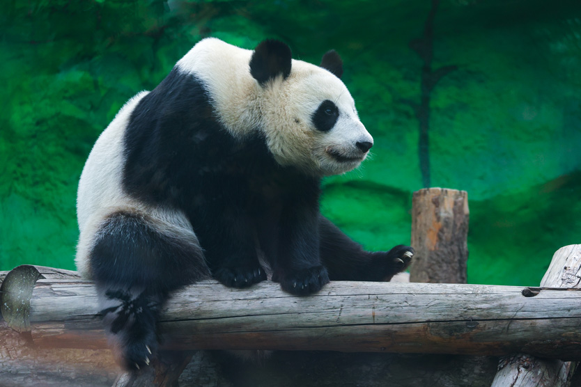 Панда Катюша 