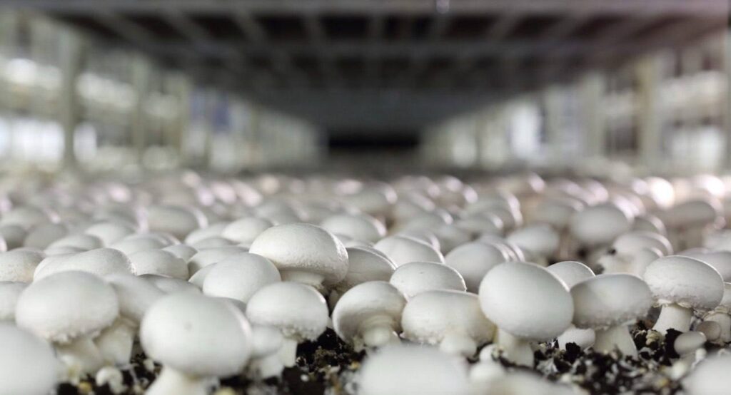 Шампиньоны стали главным грибом на столах россиян