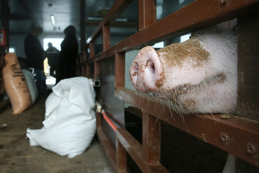 Что такое пастереллез