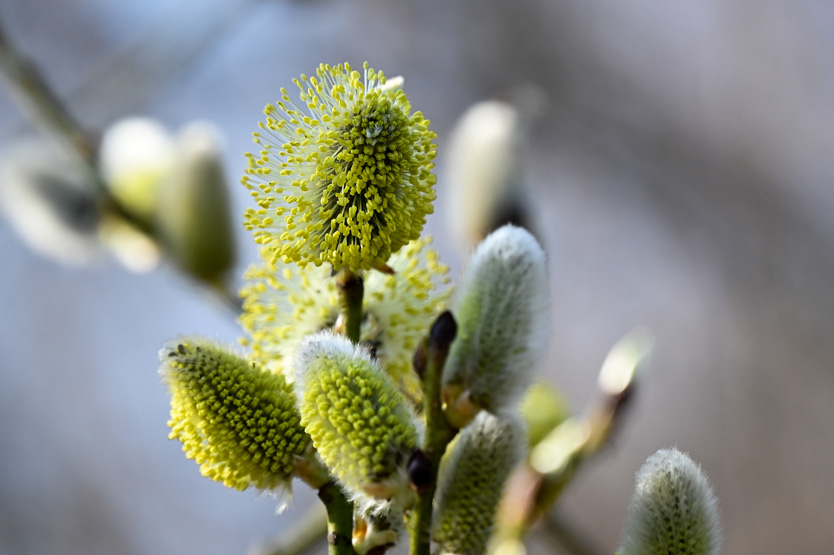 Цветение ольхи