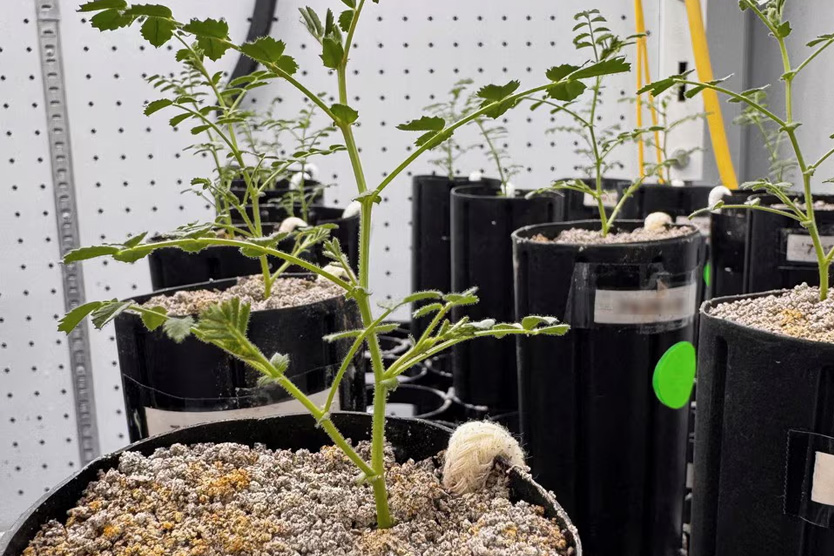 Нут на Луне