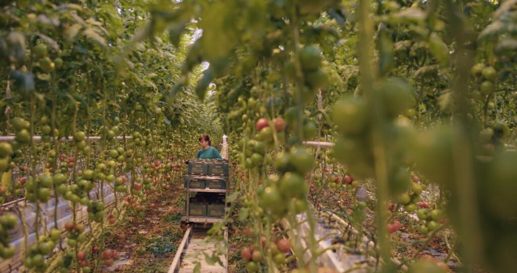 Кадр из новеллы «Чистая красная линия», режиссер Ян Надольский