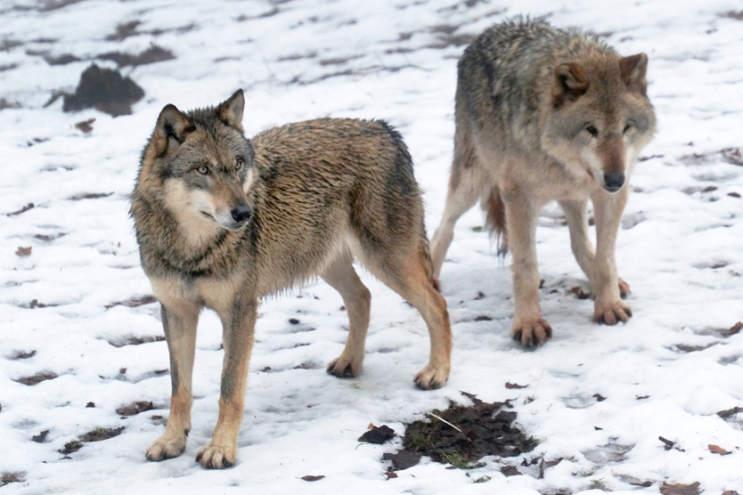 Волки в Германии
