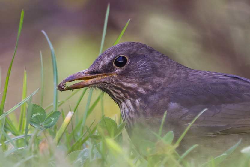 Birdwatching for kids: английский и птицы в Сокольниках