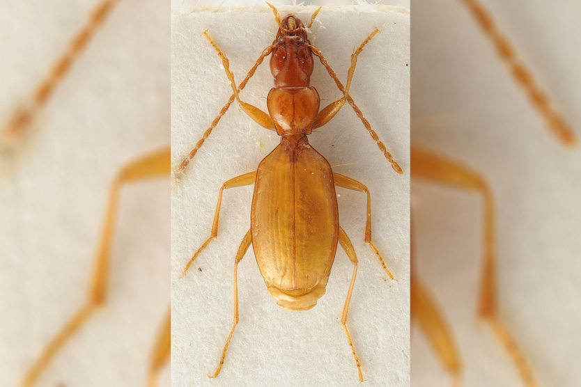 Жук Anophthalmus hitleri