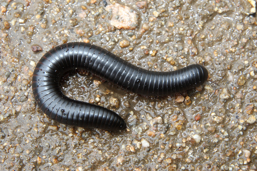 Черная гигантская африканская многоножка