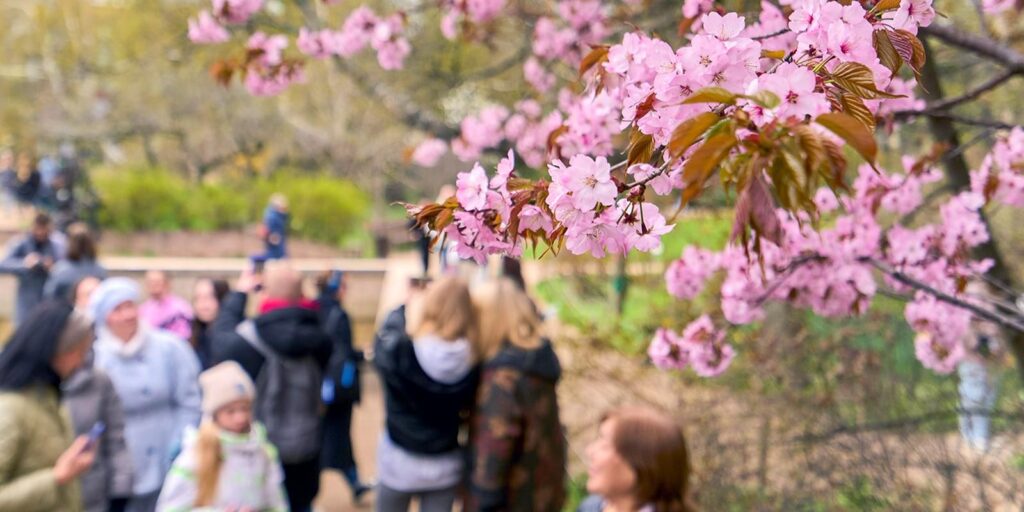 Цветение сакуры