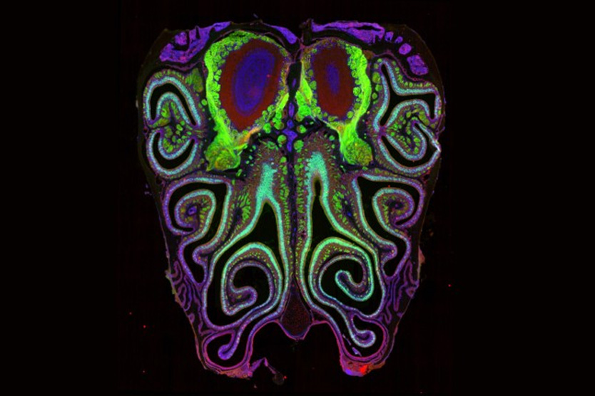 Карта обоняния лабораторной мыши