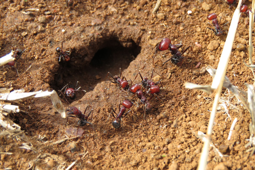 Муравьи-жнецы