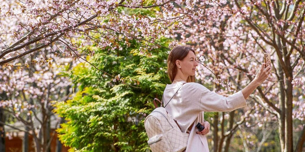 Цветение сакуры