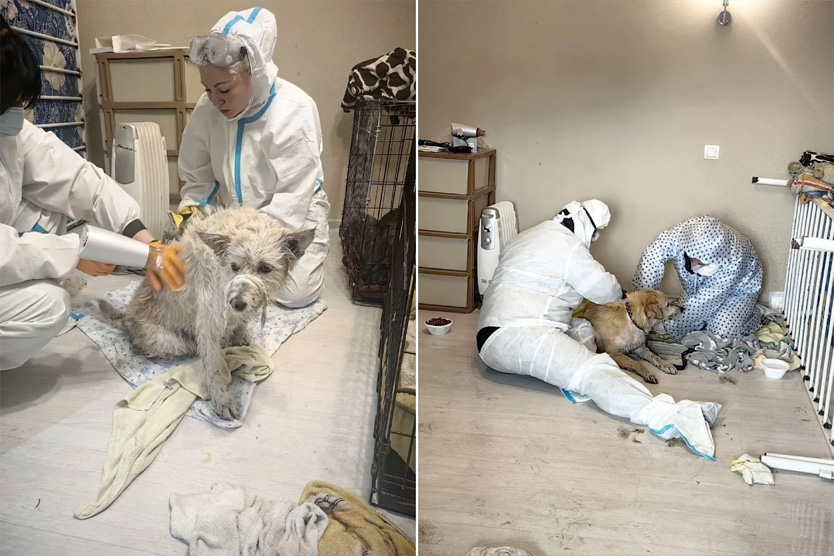 Отмывка животных в Туапсе 